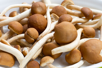 Yanagi Matsutake mushroom on white background.