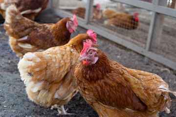 Hens in the chicken farm. Organic poultry house.