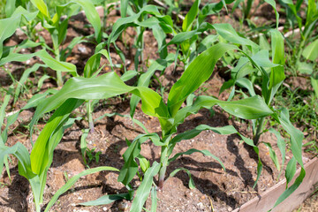 Field of young green corn plants