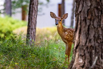 White tailed deer fawn standing in forest.