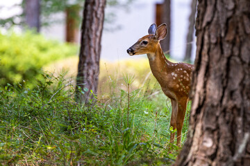 White tailed deer fawn standing in forest.