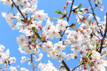 桜の花