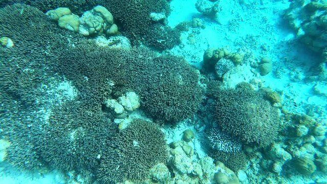 fish and coral reef. underwater video. Waterproof photo and video equipment 
