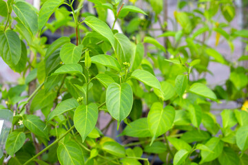 Gurmar medicinal plant, Fresh leaves of herb