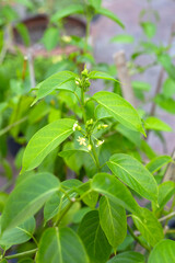 Gurmar medicinal plant, Fresh leaves of herb