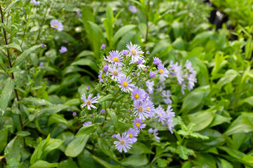 Beautiful violet flowers of Symphyotrichum dumosum