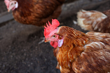 Hens in the chicken farm. Organic poultry house.