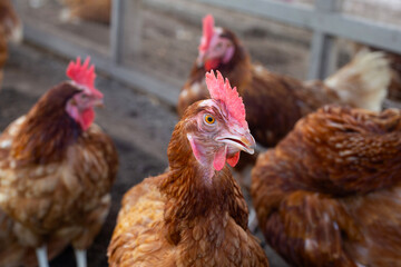 Fototapeta na wymiar Hens in the chicken farm. Organic poultry house.