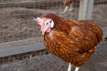 Hens in the chicken farm. Organic poultry house.