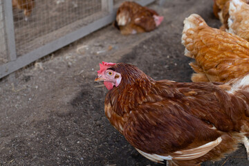 Hens in the chicken farm. Organic poultry house.