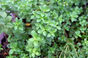 Fototapeta na wymiar Fresh green leaves of stevia plant.