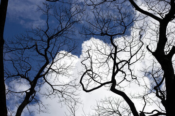 Dead branches tree silhouette with blue sky and cloud