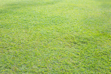 Fresh lawn grass. Beautiful green garden