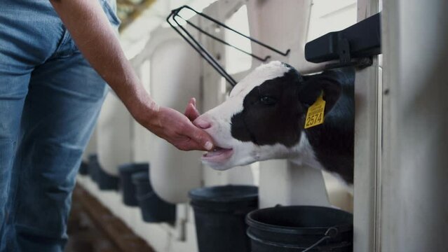 Small cow licking hand unknown farmer closeup. Veterinarian stroking cute calf.