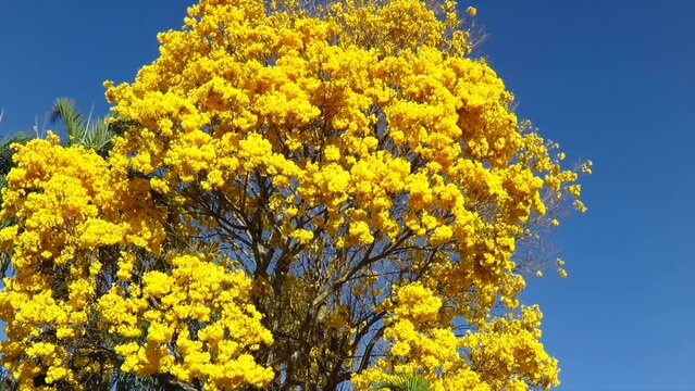 Yellow Ip&ecirc; (Handroanthus albus), a splendid Brazilian tree that blooms in August and September. Video 4k