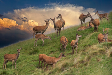 Abendstimmung mit Rotwild