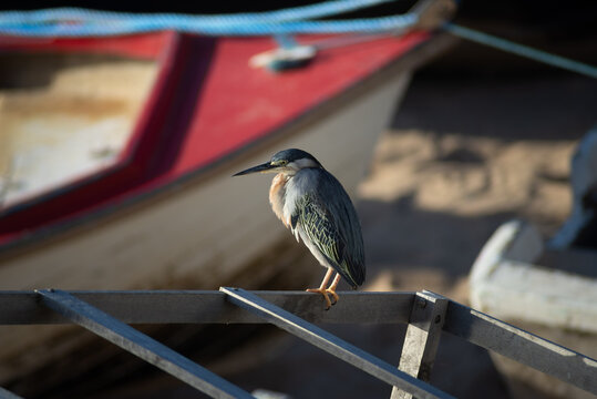 Soco bird standing on the fishing boat waiting for food.