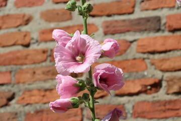 Fototapeta premium Duże różowe malwy Alcea na tle ceglanej ściany