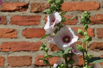 Fototapeta na wymiar Duże różowo-białe kwiaty malwy Alcea na tle ceglanej ściany