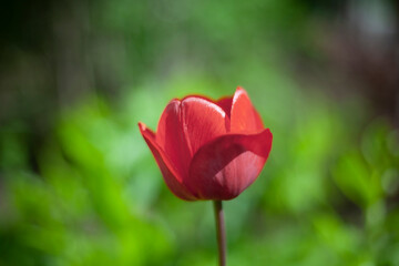Flower in garden. Tulip in flower bed. Details of nature.