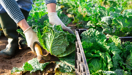 Obraz premium Boxes with cabbage on the farm field. Harvesting