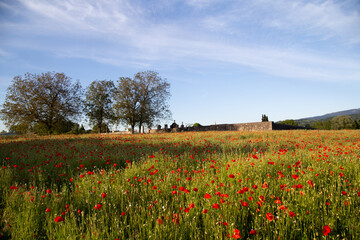 Coquelicots