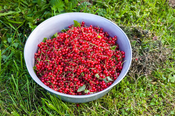 Bowl with ripe red currant on a green grass. Ripe garden berries.