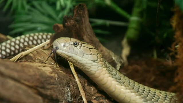 King cobra with eye wink effect and tongue motion