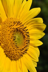 sunflower close up