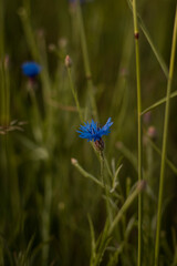 Niebieski kwiat na łonie natury