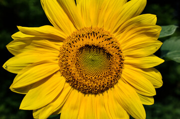 Obraz premium sunflower