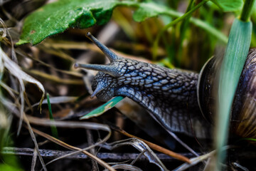 snail on a leaf