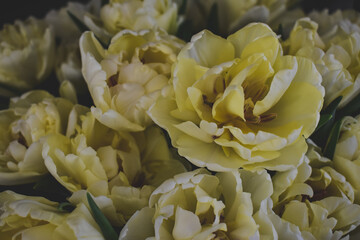 close up of yellow flowers