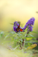 Pfauenauge auf einer Blüte vor verschwommenen Hintergrund