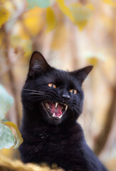 Verärgerte schwarze Katze faucht aufgeregt - obrazy, fototapety, plakaty
