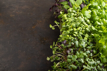 Set of boxes with microgreen sprouts of basil, sunflower, radish, on black concrete background. Side view, copy space.