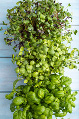 Set of microgreen sprouts of sunflower, basil, radish on blue wooden background. Top view.