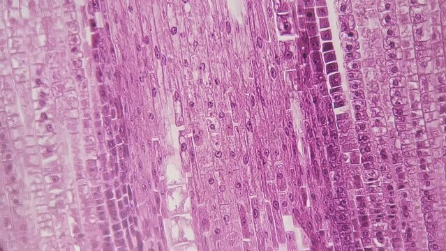 Longitudinal section cut of root tip of plant under the microscope magnified in 200 times on bright field background. Footage of pink cells for laboratory education. Microbiology and science concept