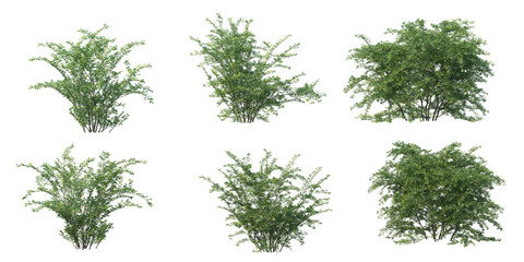 Shrubs and plant on a transparent background
