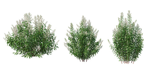Shrubs and plant on a transparent background
