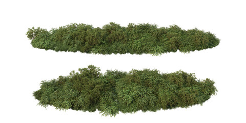 Shrubs and plant on a transparent background
