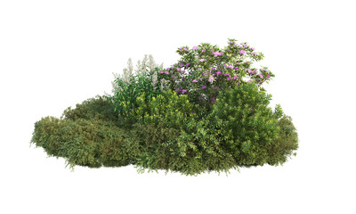 Shrubs and flower on a transparent background

