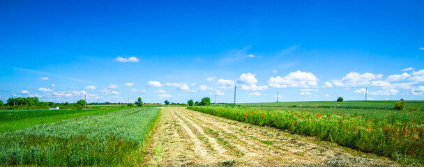Green field in summer day with blue sky. Beautiful summer landscape.