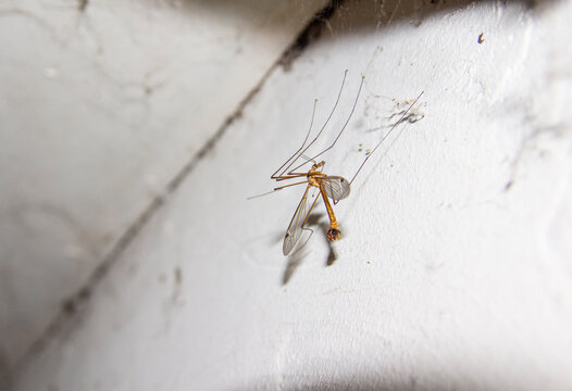 mosquit grape flying macro no damage human 