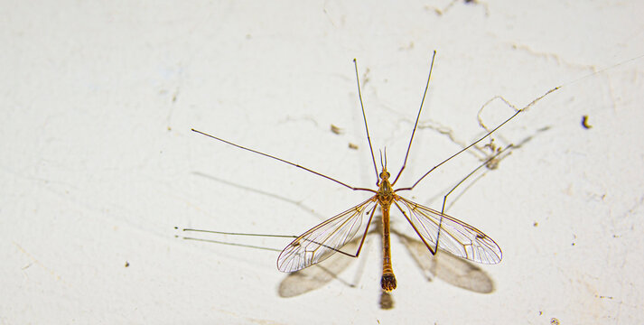 mosquit grape fly macro  ,