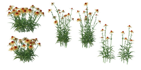 Shrubs and flower on a transparent background
