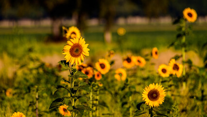 field of sunflowers