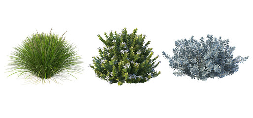 Shrubs and flower on a transparent background
