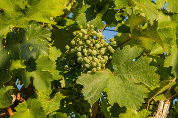 Grapes growing in a vineyard on a sunny day.Summer season.
