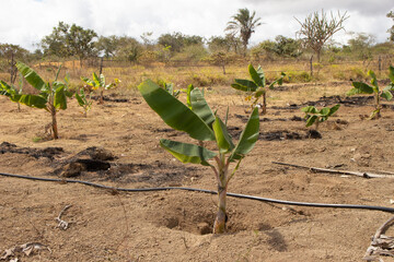 small banana plantation with irrigation system